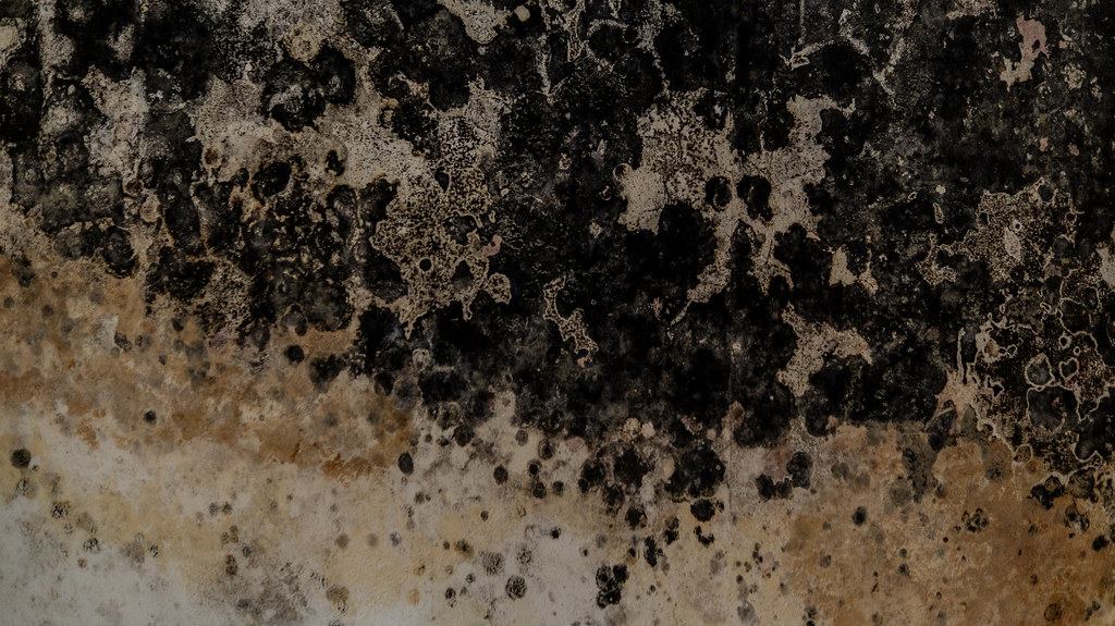 Common Warning Signs of a Mold Problem