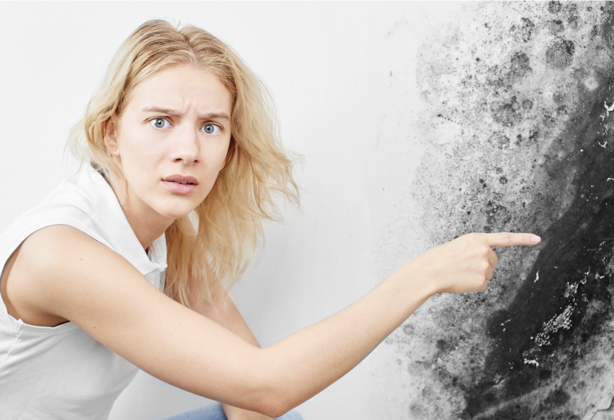 how to find mold in your home, Mold Removal Contractor