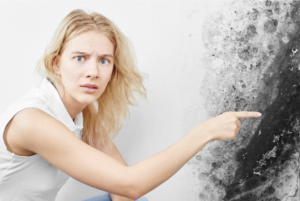 how to find mold in your home, Mold Removal Contractor