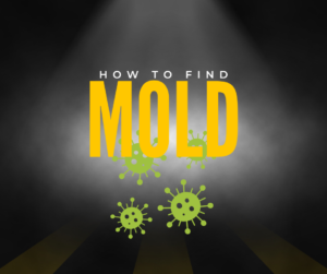 how to find mold in your home
