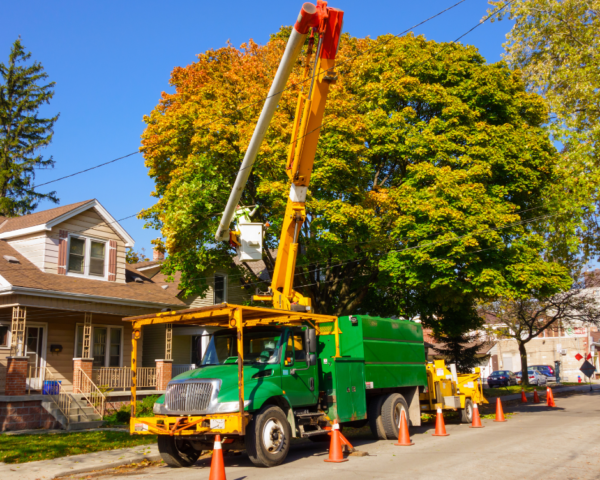 Understanding the Need for Tree Removal and Debris Cleanup