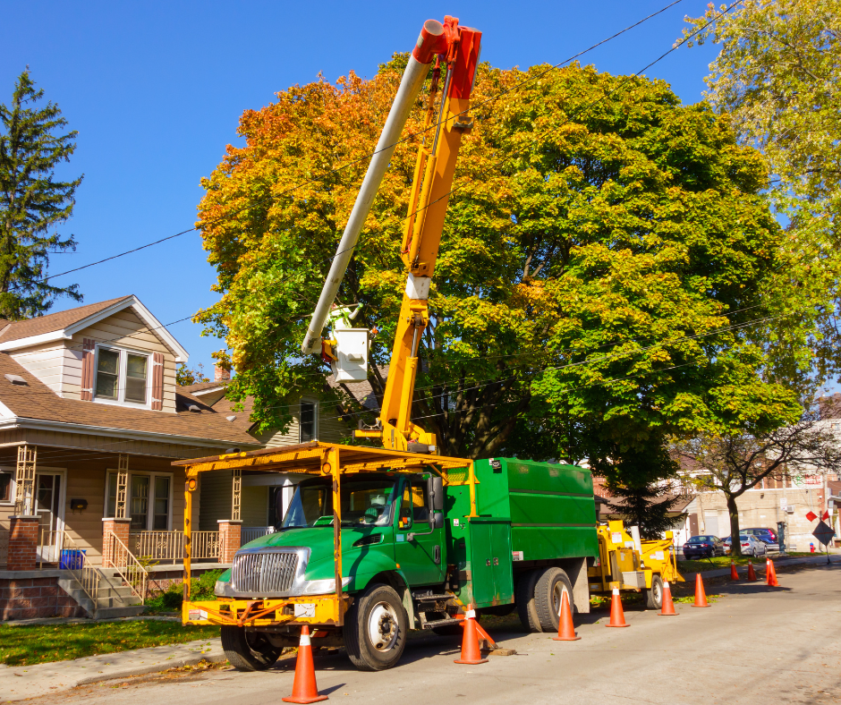 Understanding the Need for Tree Removal and Debris Cleanup